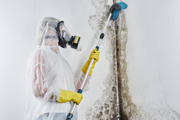 Leonville, LA Mold Removal Company